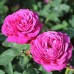 Trandafir floribund Heidi Klum C4